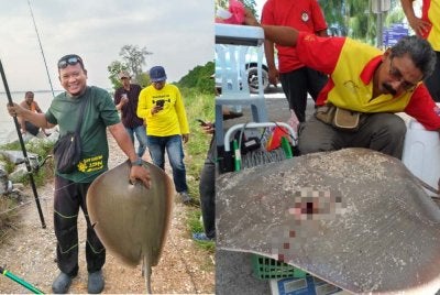 Antara hasil tangkapan ikan pari oleh penduduk kampung di Pantai Sungai Lang.