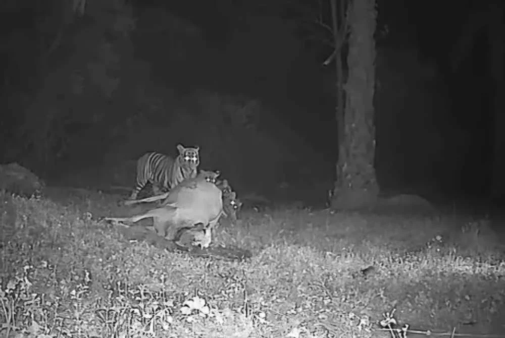 Tangkap layar video tular memaparkan empat ekor harimau sedang membaham seekor lembu.