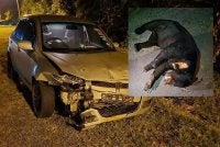 Keadaan sebuah kenderaan yang rosak dipercayai terlibat dalam kemalangan dengan seekor beruang pada malam Isnin.