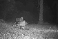 Tangkap layar video tular memaparkan empat ekor harimau sedang membaham seekor lembu.