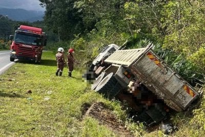 Lori bawa muatan bibit kelapa sawit yang dipandu mangsa. 