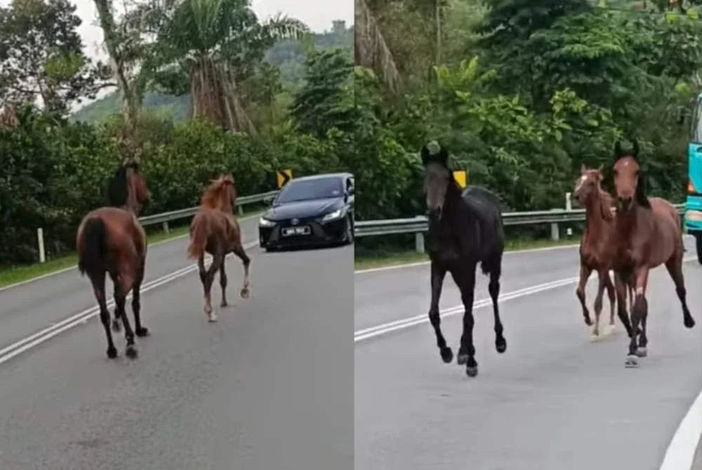 Beberapa ekor kuda yang berkeliaran di lokasi kejadian pada Khamis.