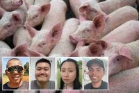 Sejarah wabak virus Nipah pada 1998 wajar dijadikan peringatan kolektif kerana tragedi itu meragut 105 nyawa dan memusnahkan lebih satu juta ekor babi. Gambar hiasan (Gambar kecil dari kiri: Mohamad Yunus, Christoper, Veng Kie dan Adib Uthman