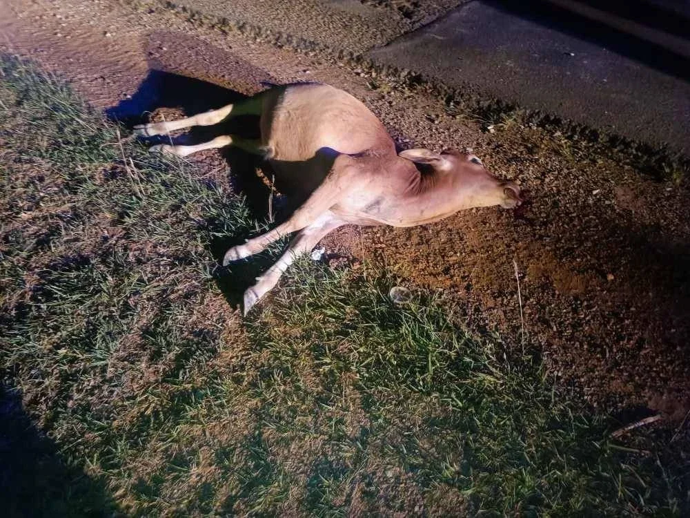 Bangkai seekor lembu yang dipercayai punca kemalangan membabitkan sebuah motosikal di Jalan Felda Jengka 12 pada malam Khamis. Foto: Polis Maran