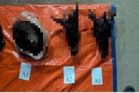 Dua kepala disyaki kambing gurun dirampas dalam serbuan di sebuah rumah sembelih di Maran pada Khamis.