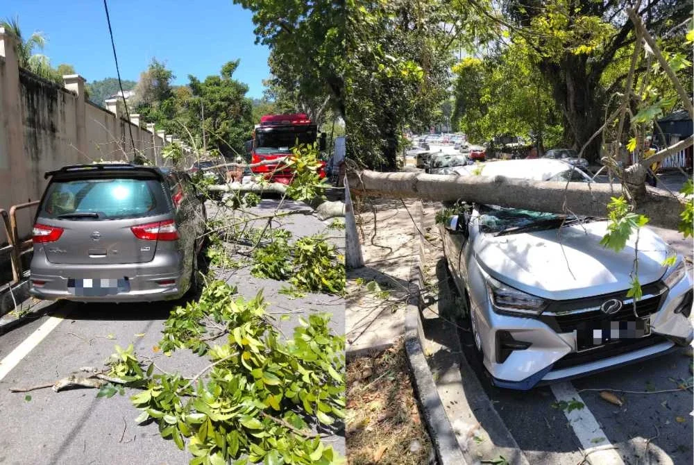 Sebatang pokok tumbang merintangi jalan serta menghempap dua buah kenderaan dalam satu kejadian di Jalan Kaki Bukit, Gelugor pada pagi Sabtu.