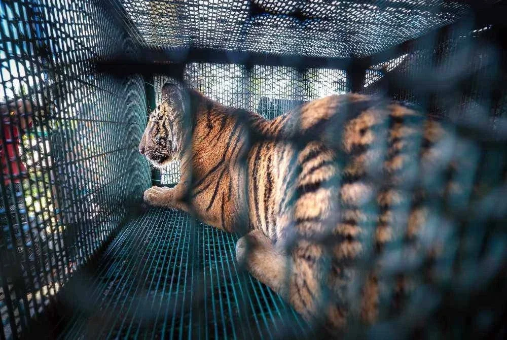 Seekor harimau belang jantan yang dinamakan sebagai "Yob Kinding” berjaya ditangkap selepas memasuki perangkap yang dipasang oleh Jabatan Perlindungan Hidupan Liar dan Taman Negara (Perhilitan) Perak di sebuah kebun durian berhampiran Bukit Kinding, Chemor, hari ini. Foto Bernama 