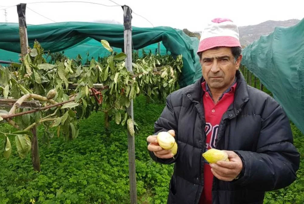 Hasil tanaman Israel terus diboikot blok Eropah.