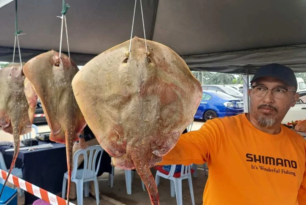 Tiga tangkapan ikan pari menguasai kedudukan teratas daripada keseluruhan 433 hasil tangkapan yang direkodkan sepanjang pertandingan.