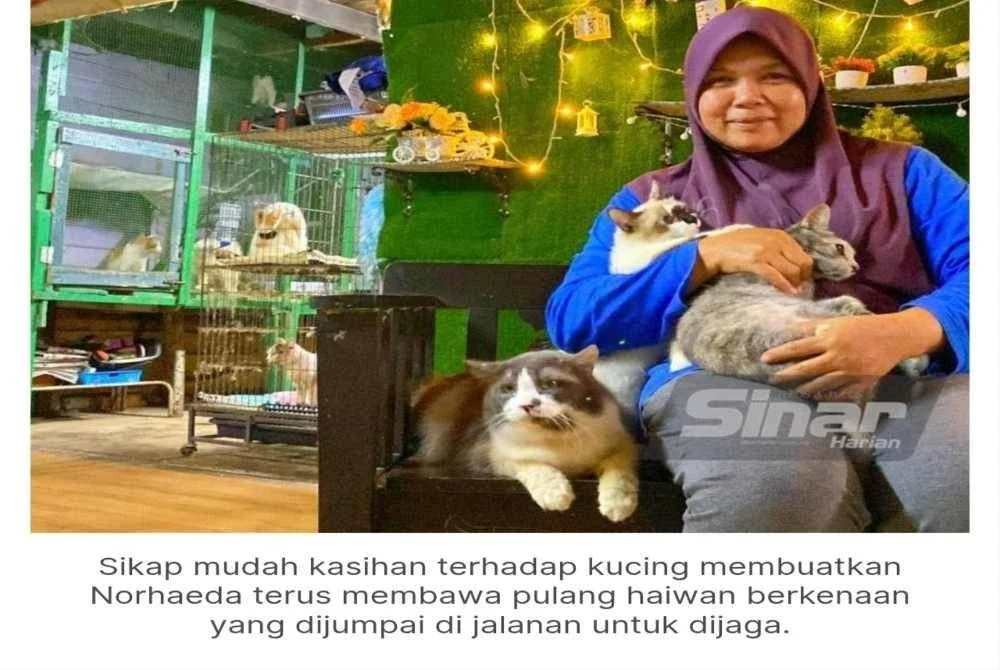 Kisah Norhaeda bersama kucing-kucing yang dipelihara pernah disiarkan di Sinar Harian pada tahun 2023.