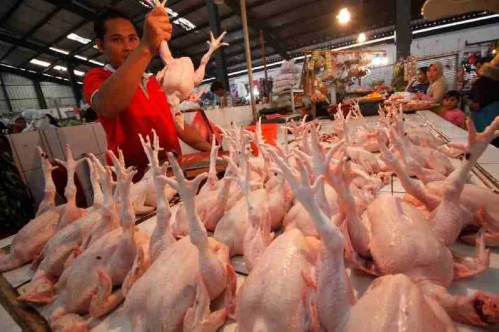 Bekalan ayam dan telur di pasaran tempatan dijangka mencukupi dan tidak berdepan sebarang masalah terutama menjelang Ramadan bulan depan. Gambar hiasan 