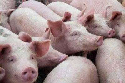 Isu ladang ternakan babi di Selangor yang berlarutan sejak puluhan tahun akhirnya memuncak apabila kerajaan negeri memutuskan untuk membatalkan dan menangguhkan projek ladang babi berpusat di Bukit Tagar. Foto hiasan