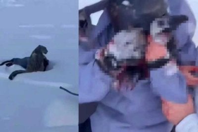 Seorang pelancong cedera selepas diserang harimau bintang salji di Xinjiang, China.