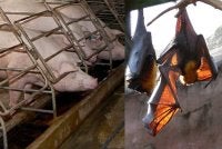 Virus Nipah ialah penyakit zoonotik yang boleh menular daripada haiwan ke manusia serta melalui kontak rapat antara manusia.