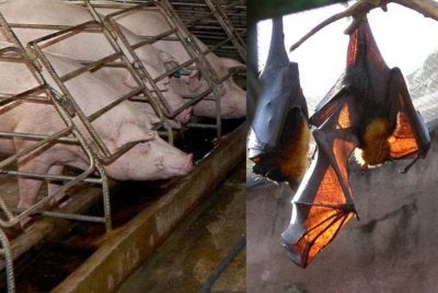 Virus Nipah ialah penyakit zoonotik yang boleh menular daripada haiwan ke manusia serta melalui kontak rapat antara manusia.