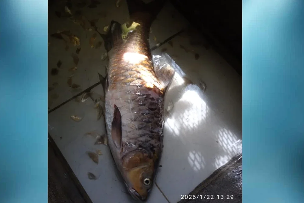 Seekor ikan pelian atau kelah ditemui mati di Sungai Matang.