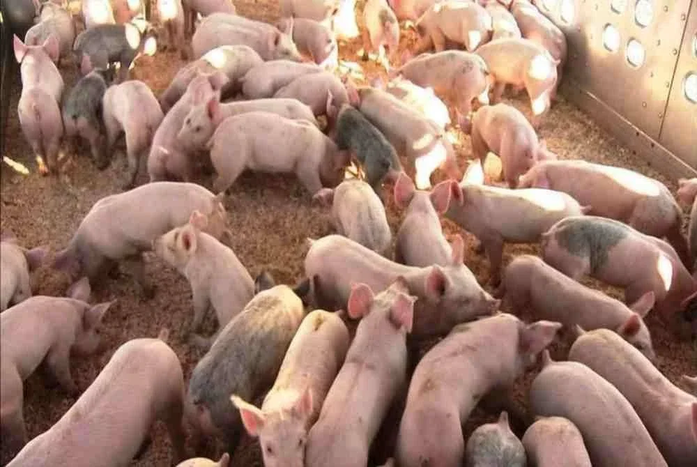 Kerajaan Selangor umum projek ladang babi di Bukit Tagar dibatalkan sementara. Foto hiasan