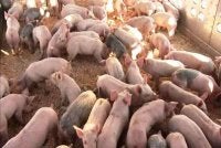 Kerajaan Selangor umum projek ladang babi di Bukit Tagar dibatalkan sementara. Foto hiasan