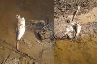 Ikan pelian atau kelah ditemui mati dan terapung di Sungai Matang, Sipitang.