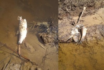 Ikan pelian atau kelah ditemui mati dan terapung di Sungai Matang, Sipitang.