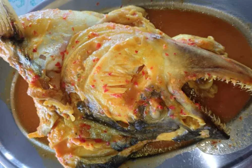 Inilah begahak, dianggap salah satu ikan legenda yang wujud di Sungai Pahang dan menjadi idaman kaki pancing dan pemburu ikan sungai.