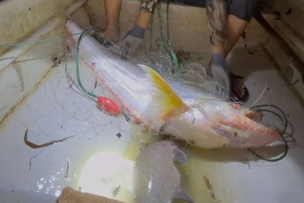 Begahak yang masuk dalam jaring hanyut milik Aliff Muhammad di kawasan berbatu di Sungai Pahang berdekatan Kampung Bangau Tanjung, Temerloh.