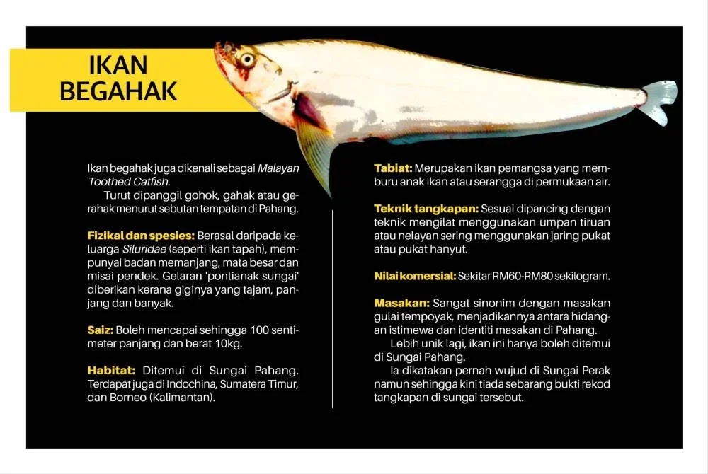 Infografik ikan begahak