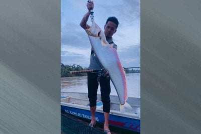 Kesukaran mendapatkan ikan begahak dari Sungai Pahang menjadikannya sebagai ikan bernilai tinggi dalam ranking ikan air tawar Malaysia.