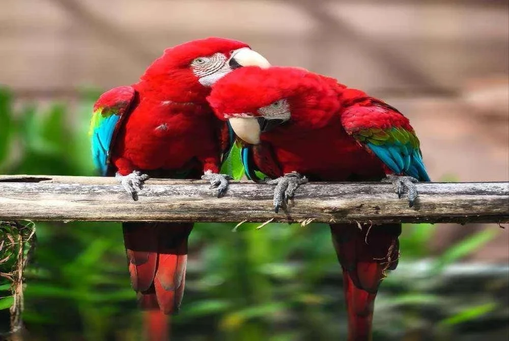 Antara spesis burung yang terdapat di Taman Burung Pulau Pinang.