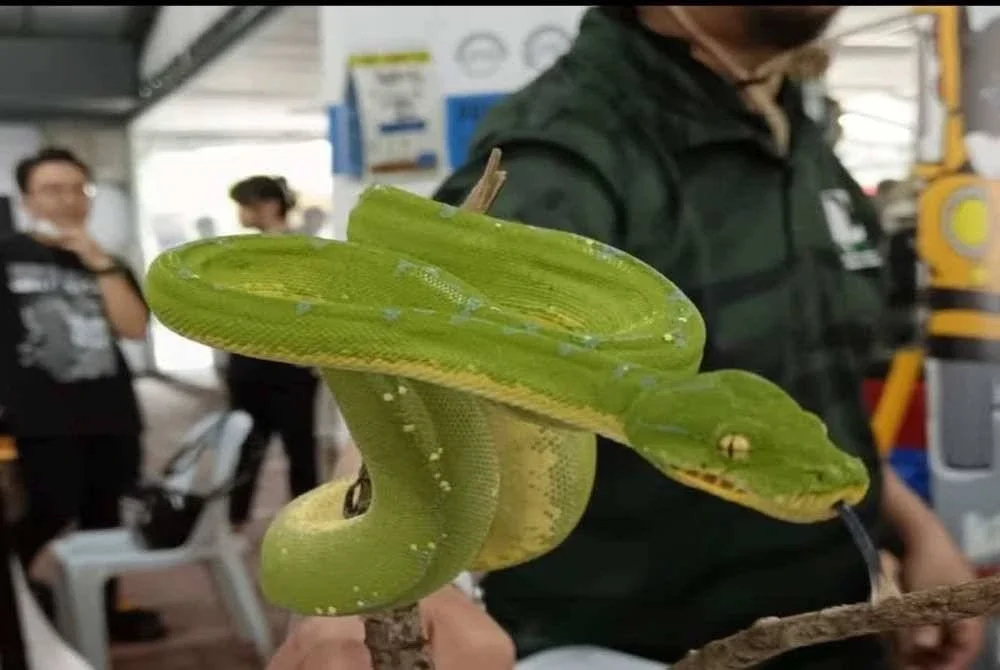Selain burung, taman burung itu juga menyediakan pelbagai haiwan lain seperti ular.