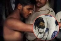 Suspek telah ditahan dan siasatan lanjut sedang dijalankan. Gambar kecil: Anak anjing itu masih dalam keadaan kritikal dan berada di bawah penjagaan perubatan berterusan.