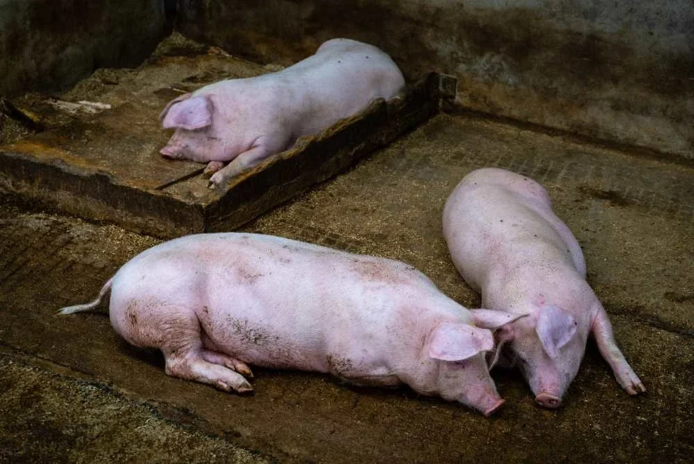 Kerajaan Selangor akhirnya bersetuju membatalkan sementara projek ternakan babi secara besar-besaran di Bukit Tagar. Foto hiasan