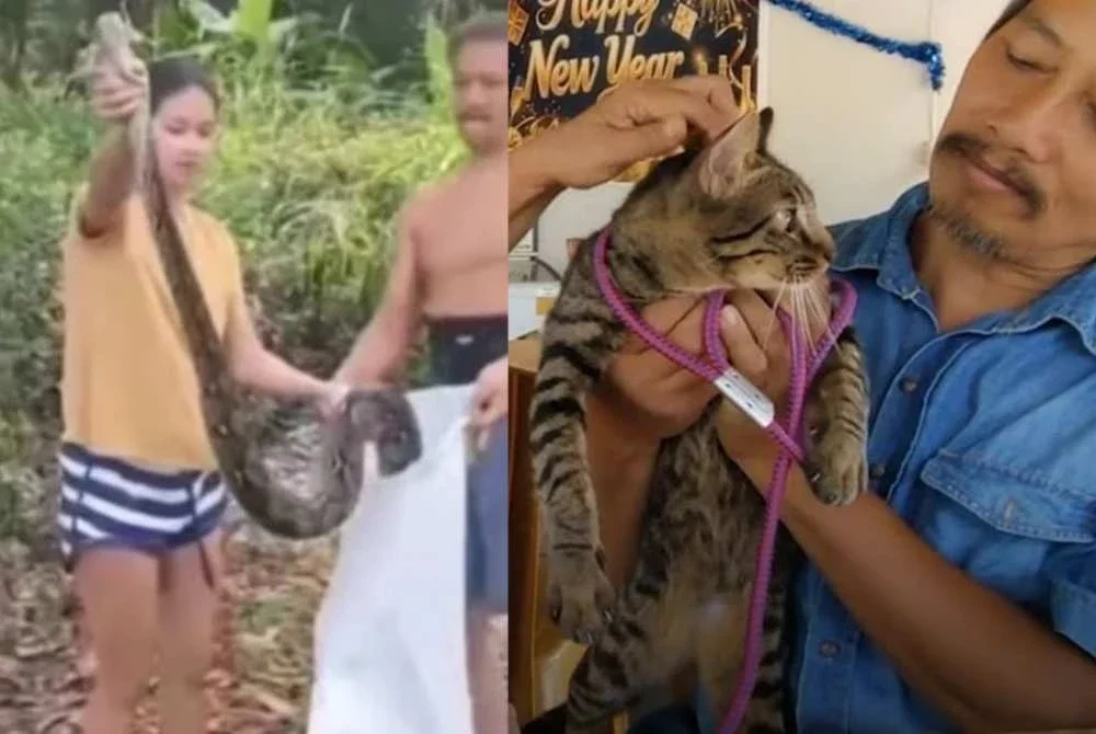 Aksi wanita itu yang menyelamatkan kucing peliharaannya dibelit seekor ular sawa turut tular di YouTube. - Foto: Media Thailand/tular