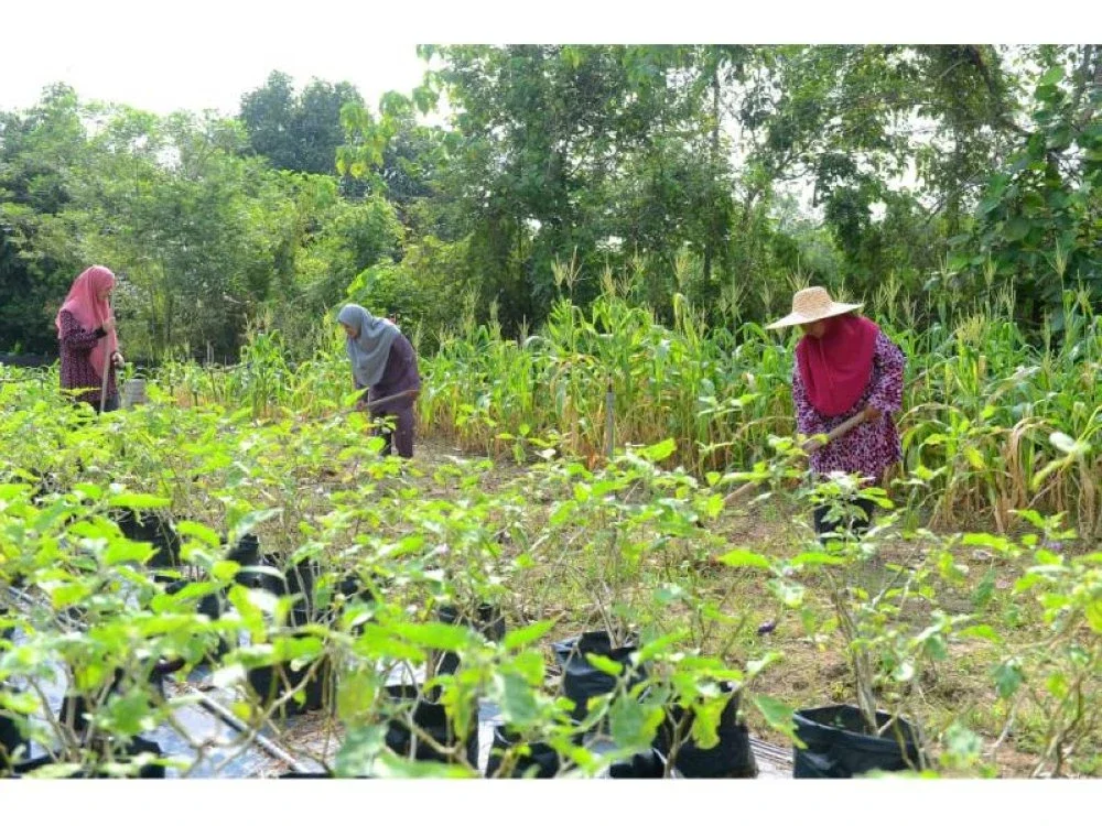 Sebahagian ahli Projek Agro Lestari Bonda bergotong-royong mengusahakan kebun komuniti di Kampung Labu Lanjut. / Foto: Mohd Halim Abdul Wahid