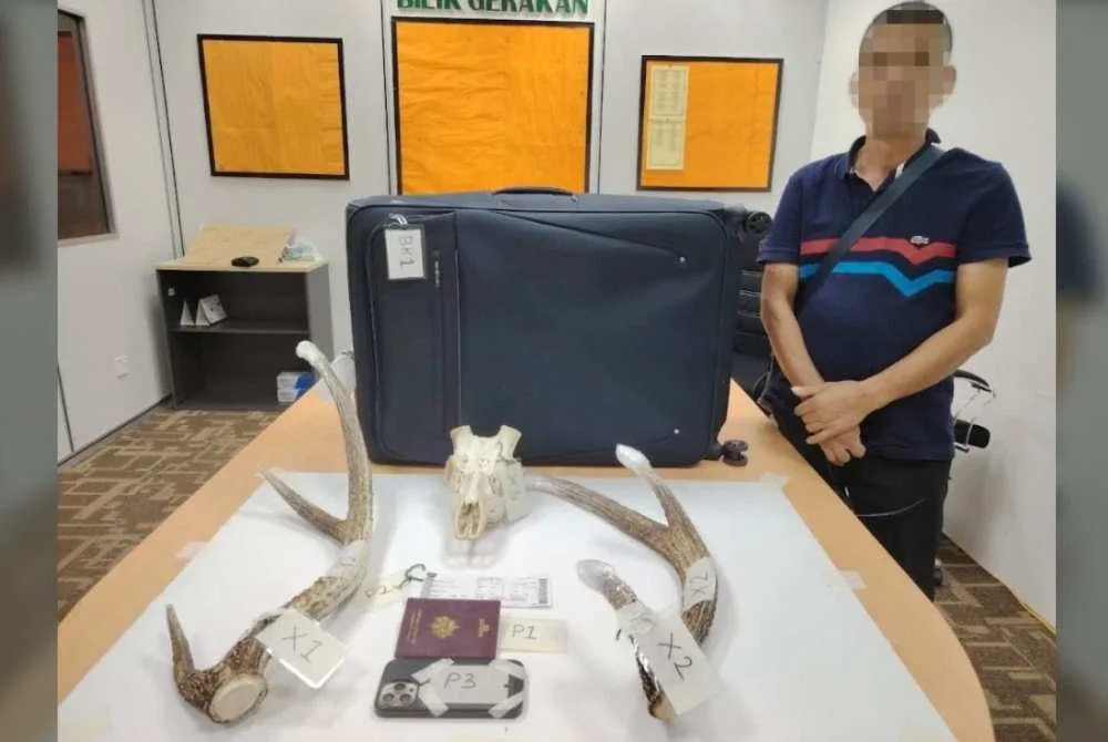 Lelaki Perancis ditahan di KLIA 2 ketika cuba seludup tanduk, tengkorak rusa ke Hanoi.