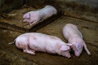 Kerajaan Selangor akhirnya bersetuju membatalkan sementara projek ternakan babi secara besar-besaran di Bukit Tagar. Foto hiasan