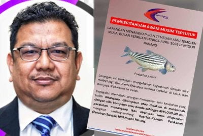 Jabatan Perikanan Pahang mengeluarkan pemakluman larangan menangkap ikan temoleh sepanjang tiga bulan bermula bulan ini.Gambar kecil: Roslan