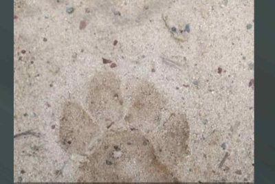 Maklumat tular berhubung penemuan tapak kaki haiwan didakwa harimau di Terengganu International Endurance Park (TIEP), Lembah Bidong di Setiu.