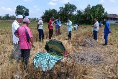 Mangsa ditemui meninggal dunia di kawasan sawah berhampiran Parit 1½ Barat Sungai Besar, Sabak Bernama pada Rabu.