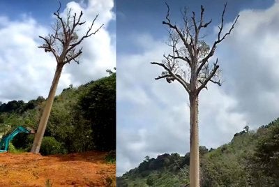 Pokok tualang 120 tahun 'kebal' tumbang selepas empat kali cuba ditebang. Foto tular