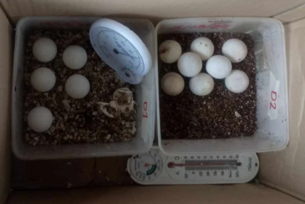 Perhilitan merampas 13 biji disyaki telur kura-kura dalam serbuan pada Rabu. Foto Perhilitan