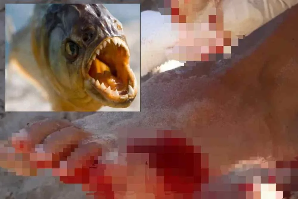 Sekurang-kurangnya 40 individu, termasuk kanak-kanak, mengalami kecederaan dalam serangan ikan piranha di Sungai Paraná, Argentina. Foto Agensi