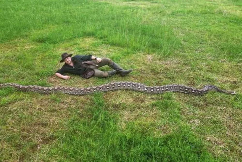 Ibu Baron direkodkan oleh GWR secara rasmi sebagai ular sawa batik terpanjang dunia .-Agensi