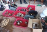 Operasi Bersepadu Khazanah merampas pelbagai spesies kura-kura dalam serbuan di sekitar Perlis pada Rabu. Foto Perhilitan