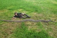 Ibu Baron direkodkan oleh GWR secara rasmi sebagai ular sawa batik terpanjang dunia .-Agensi