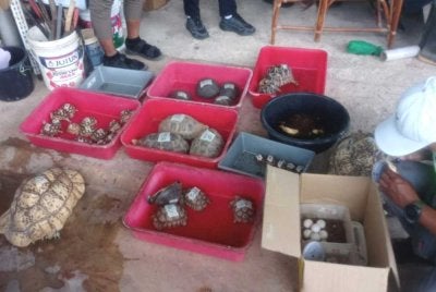 Operasi Bersepadu Khazanah merampas pelbagai spesies kura-kura dalam serbuan di sekitar Perlis pada Rabu. Foto Perhilitan