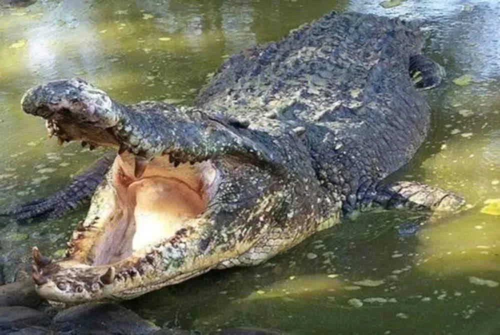 Seorang pekerja ladang dikhuatiri dibaham buaya semasa memukat ikan di sungai berhampiran Ladang Kompas Tenggara Sukau pada Jumaat. Foto hiasan