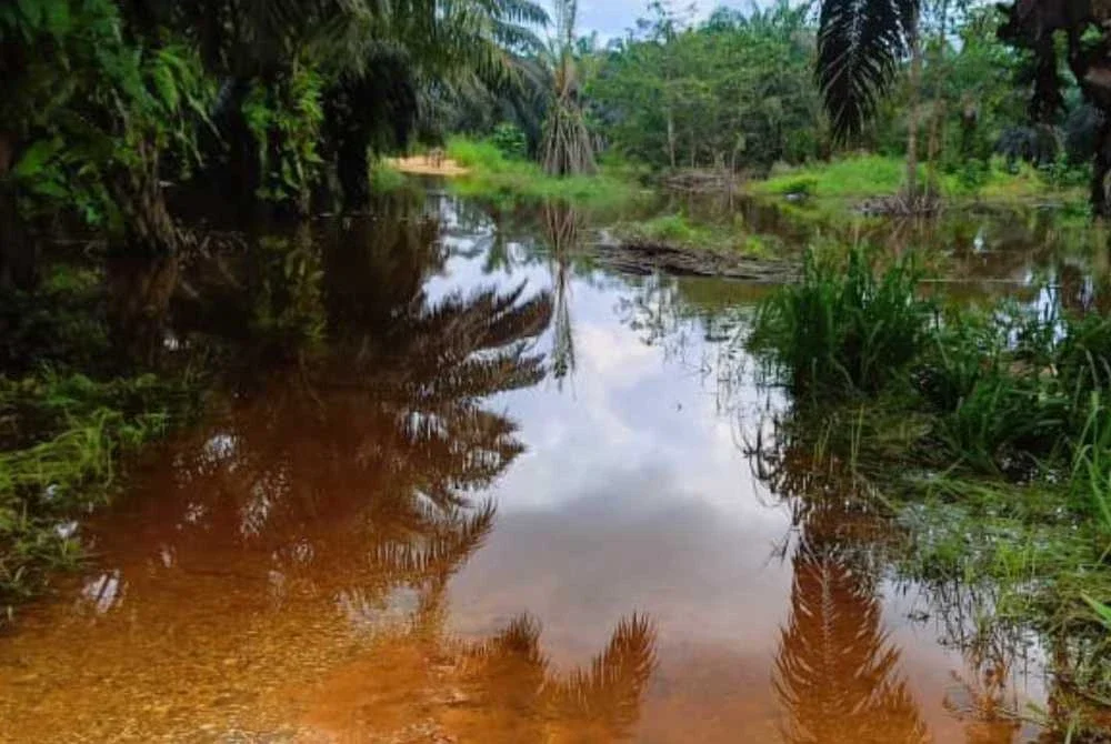 Lokasi mangsa dikhuatiri dibaham buaya semasa memukat iaitu di sungai berhampiran Ladang Kompas Tenggara Sukau, Kinabatangan.