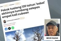 SAM menyuarakan kekesalan apabila sebatang pokok tualang berusia lebih 120 tahun berhampiran Kampung Sungai Bayu, Gua Musang ditebang bagi memberi laluan kepada pembinaan projek LTU pada Khamis lalu.