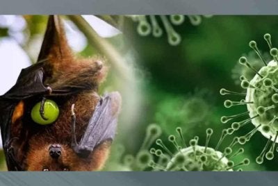 Ancaman virus bawaan kelawar buah itu telah mencetuskan saringan ketat di kebanyakan pintu masuk negara rantau Asia Tenggara. Foto Agensi